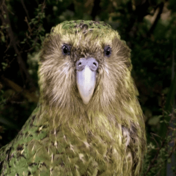 Daily Dive #165 | Bringing New Zealand’s Night Parrot Back From the Brink